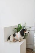 Charger l'image dans la visionneuse de la galerie, Rainbow - Harnais pour chien
