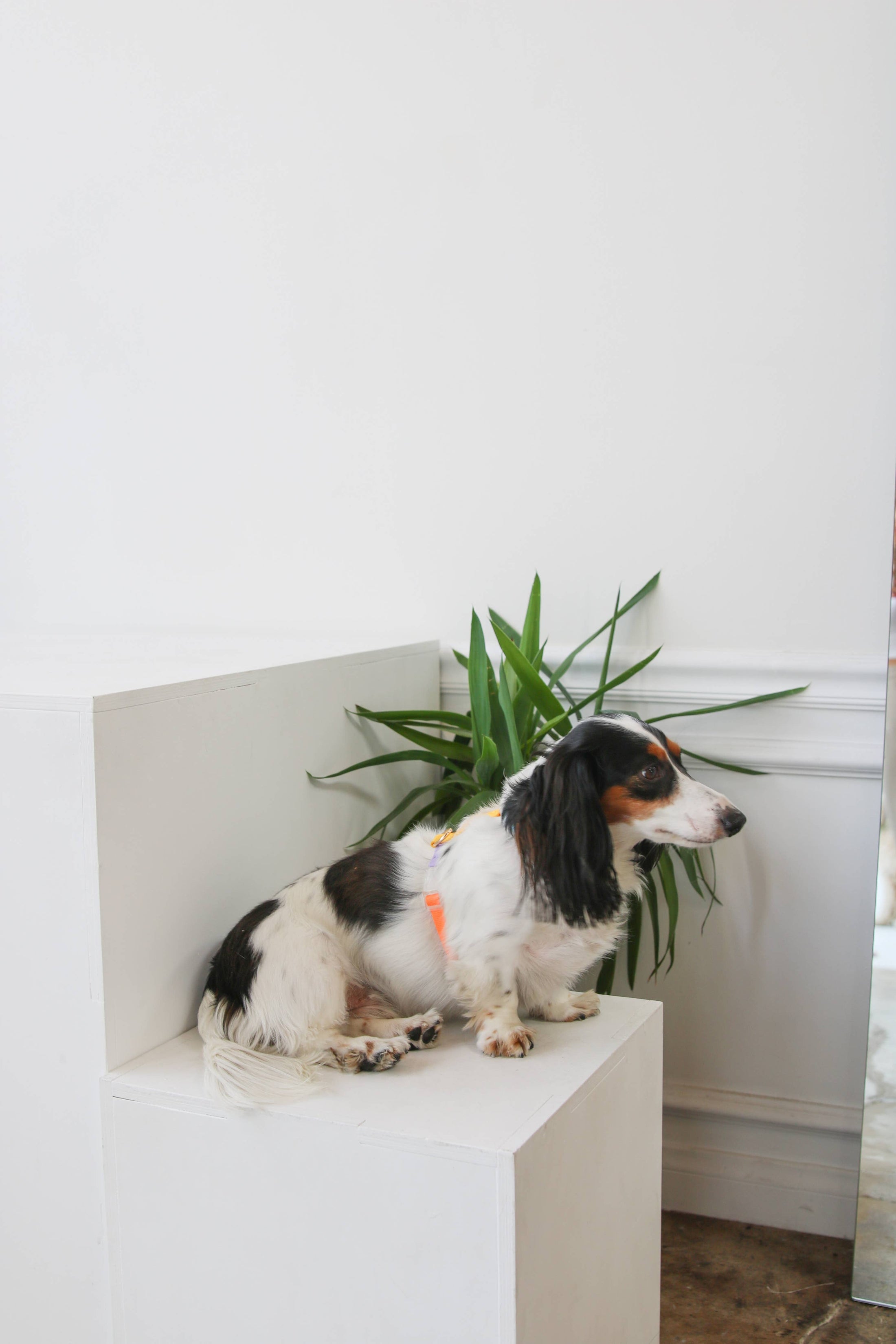 Rainbow - Harnais pour chien