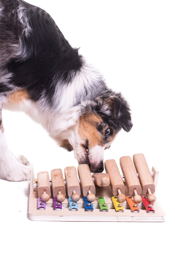 Jeu d'intelligence Piano pour chien