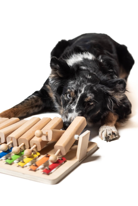 Jeu d'intelligence Piano pour chien