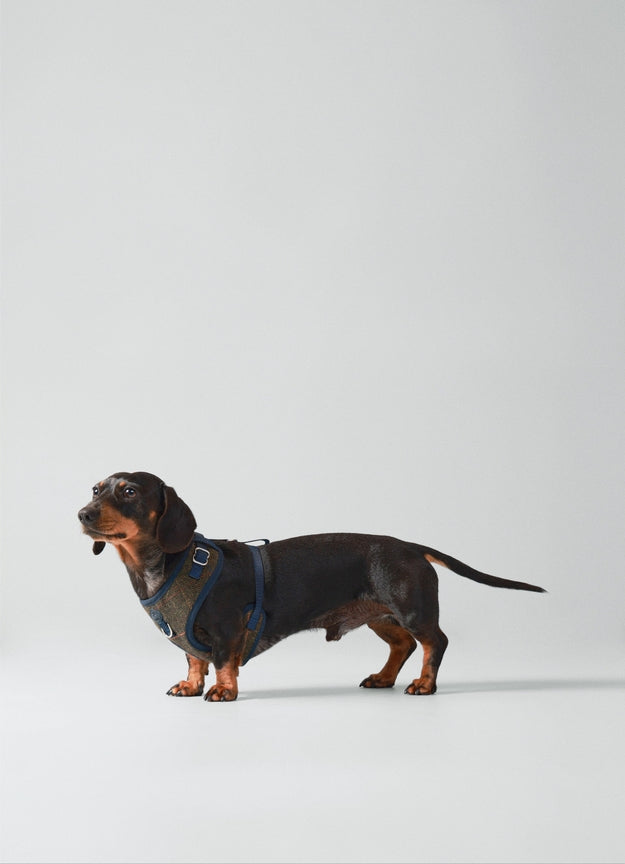 Harnais en tweed à carreaux H&H x Hackett