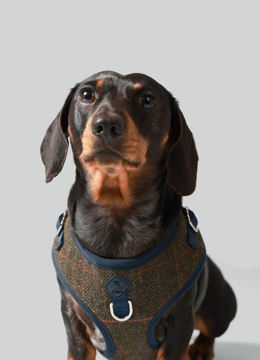 Harnais en tweed à carreaux H&H x Hackett