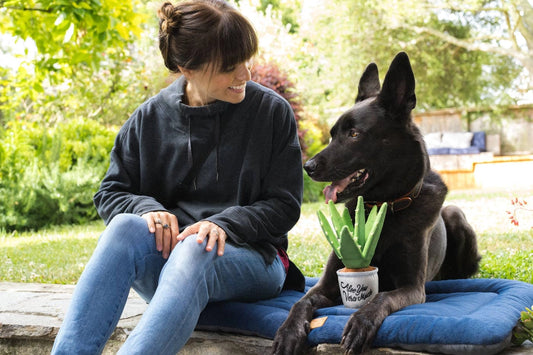 Jouet pour chien plante aloe – Peluche résistante & stimulante