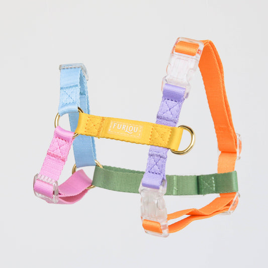 Rainbow - Harnais pour chien