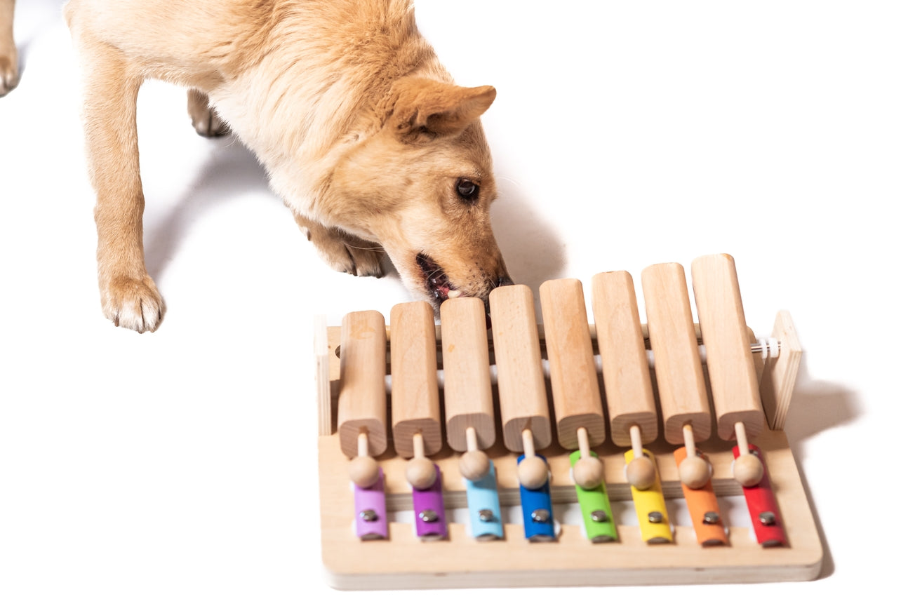 Jeu d'intelligence Piano pour chien