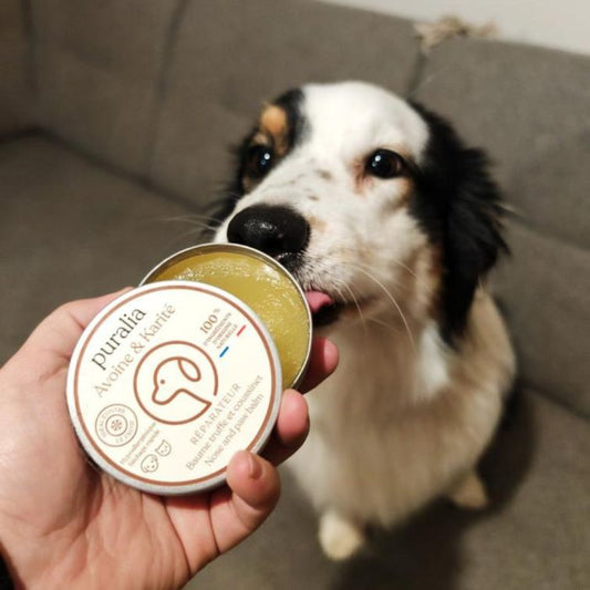 Baume réparateur naturel – Truffe & coussinets (chien & chat)