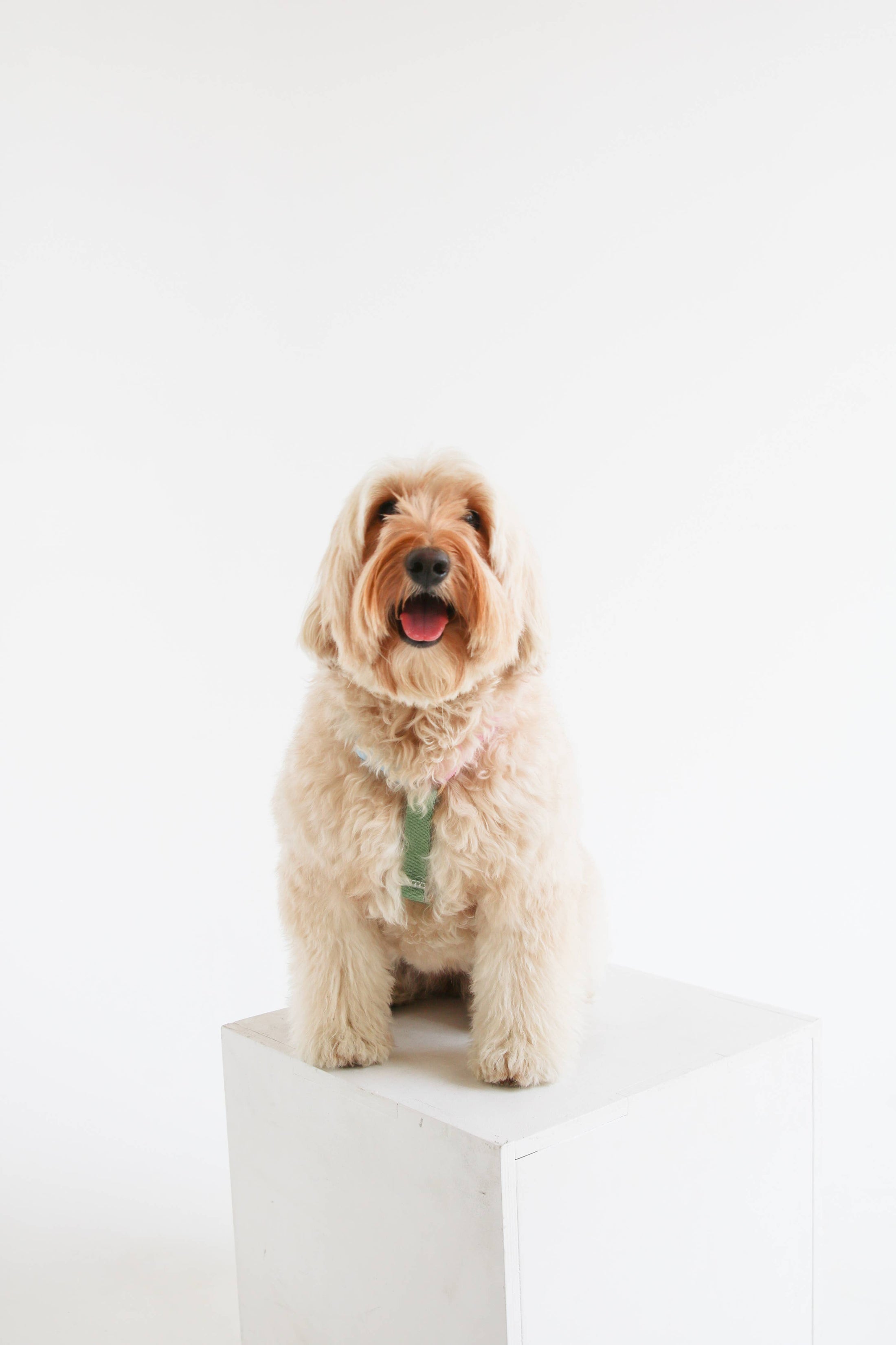 Rainbow - Harnais pour chien