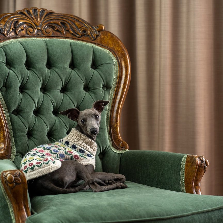 Pull pour chien Flower en Alpaga