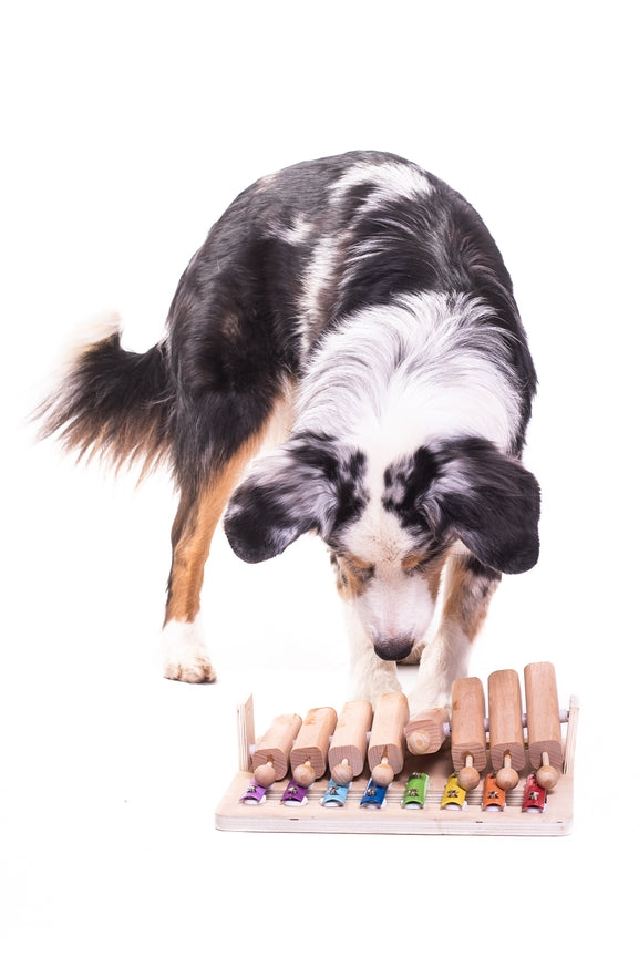 Jeu d'intelligence Piano pour chien