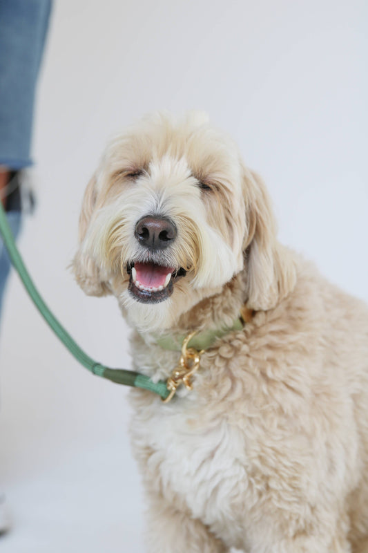 'Sage Green' - Collier pour chien